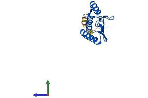 AlphaFold protein structure predicition of Human Recombinant PCBD2 Protein, UniprotID Q9H0N5 (PCBD2 Protein (AA 1-130) (His tag))