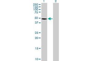 Western Blot analysis of SEMG1 expression in transfected 293T cell line by SEMG1 MaxPab polyclonal antibody. (SEMG1 antibody  (AA 1-402))