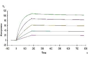 Surface Plasmon Resonance (SPR) image for Tumor Necrosis Factor Receptor Superfamily, Member 10b (TNFRSF10B) (AA 53-180) protein (His tag) (ABIN7275784)