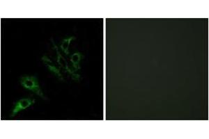 Immunofluorescence analysis of HeLa cells, using TNFL4 Antibody.