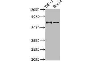 Western Blot Positive WB detected in: THP-1 whole cell lysate, Rat brain tissue All lanes: LILRB1 antibody at 3. (LILRB1 antibody  (AA 483-650))