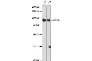 Western blot analysis of extracts of various cell lines, using HNF1α antibody (ABIN3017355, ABIN3017356, ABIN3017357 and ABIN6220050) at 1:1000 dilution. (HNF1A antibody)