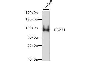 Western blot analysis of extracts of A-549 cells, using DDX31 antibody (ABIN7266695) at 1:1000 dilution. (DDX31 antibody  (AA 652-851))