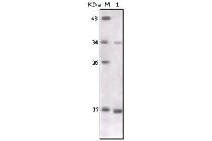 Western Blotting (WB) image for anti-Tumor Necrosis Factor alpha (TNF alpha) antibody (ABIN1846513) (TNF alpha antibody)