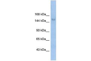 WB Suggested Anti-MOV10L1 Antibody Titration:  0. (MOV10L1 antibody  (N-Term))