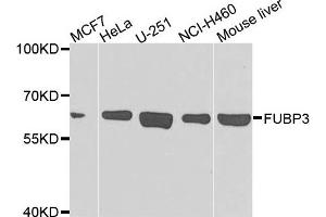 Western blot analysis of extracts of various cells, using FUBP3 antibody. (FUBP3 antibody)