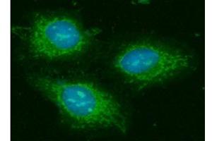 ICC/IF analysis of GOT2 in HeLa cells line, stained with DAPI (Blue) for nucleus staining and monoclonal anti-human GOT2 antibody (1:100) with goat anti-mouse IgG-Alexa fluor 488 conjugate (Green). (GOT2 antibody  (AA 30-430))