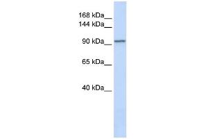 WB Suggested Anti-PAM Antibody Titration:  0. (PAM antibody  (N-Term))