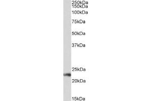 ABIN5539928 (0. (CD3G antibody  (Internal Region))