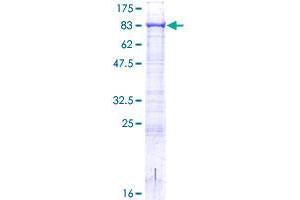 ACSBG2 Protein (AA 1-666) (GST tag)