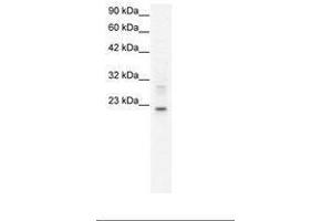Image no. 1 for anti-Claudin 9 (CLDN9) (C-Term) antibody (ABIN202073)