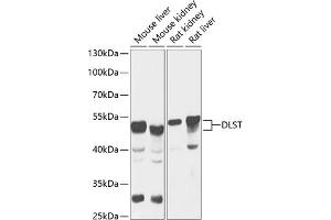 DLST 抗体  (AA 1-290)