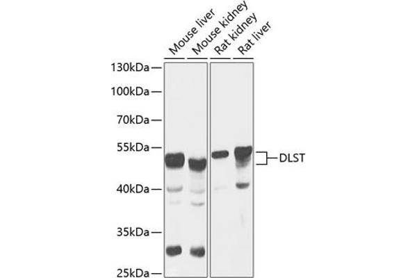 DLST Antikörper  (AA 1-290)