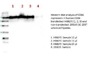 Image no. 1 for CD86 (human): 293T Lysate (ABIN1112260) (CD86 (human): 293T Lysate)