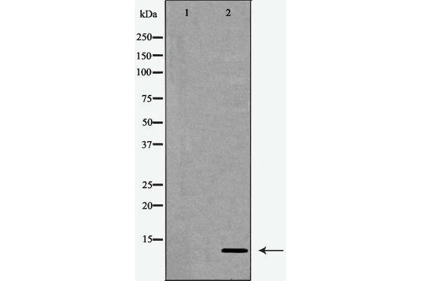 CKS1 antibody  (N-Term)