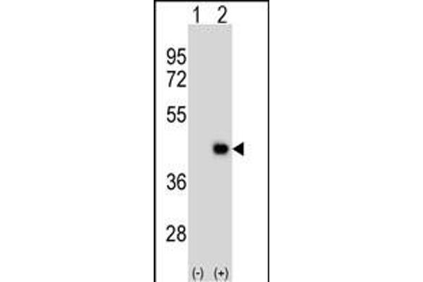 DPPA2 antibody