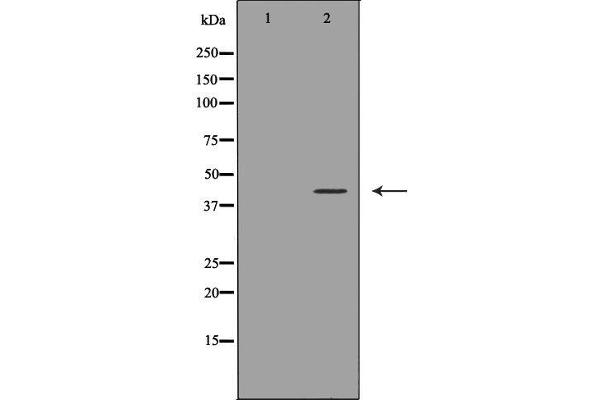 2B4 antibody  (N-Term)