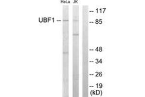 Western blot analysis of extracts from HeLa/Jurkat cells, using UBF1 Antibody.