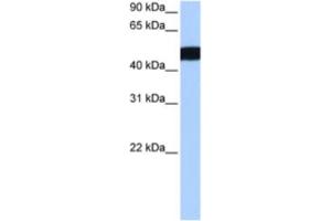 Western Blotting (WB) image for anti-Ciliary Rootlet Coiled-Coil, Rootletin Pseudogene 3 (CROCCP3) antibody (ABIN2463462) (CROCCP3 antibody)