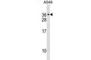 Western Blotting (WB) image for anti-Gem (Nuclear Organelle) Associated Protein 8 (GEMIN8) antibody (ABIN2999841)