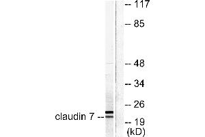 Western blot analysis of extracts from 293 cells, using Claudin 7 antibody (#C0153). (Claudin 7 antibody)