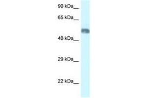 Image no. 1 for anti-WD Repeat Domain 8 (WDR8) (AA 146-195) antibody (ABIN6747438) (WDR8 antibody  (AA 146-195))