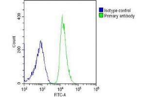 Overlay histogram showing U-2OS cells stained with (ABIN6242742 and ABIN6578595) (green line). (RPL4 antibody  (AA 119-149))
