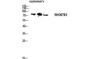 Western Blot (WB) analysis of lysis using RHOBTB3 antibody. (RHOBTB3 antibody  (Internal Region))
