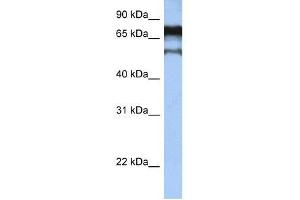 ZNF780B antibody used at 0. (ZNF780B antibody  (N-Term))