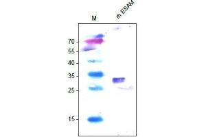 Western Analysis of anti-human ESAM. (ESAM antibody  (AA 30-248))