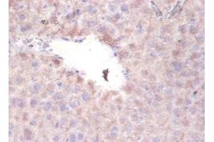 Immunohistochemistry of paraffin-embedded mouse liver tissue using ABIN7169381 at dilution of 1:100 (PON1 antibody  (AA 2-355))