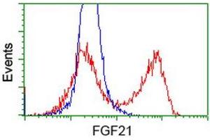 HEK293T cells transfected with either RC204538 overexpress plasmid (Red) or empty vector control plasmid (Blue) were immunostained by anti-FGF21 antibody (ABIN2454489), and then analyzed by flow cytometry. (FGF21 antibody  (AA 29-209))