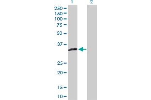 XAF1 antibody  (AA 1-301)