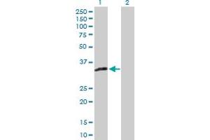 Western Blot analysis of XAF1 expression in transfected 293T cell line by XAF1 MaxPab polyclonal antibody.