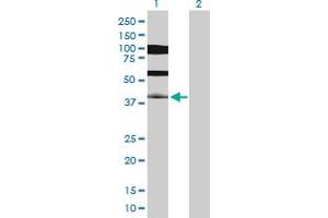 Western Blot analysis of PDX1 expression in transfected 293T cell line by PDX1 MaxPab polyclonal antibody. (PDX1 antibody  (AA 1-283))
