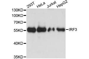 Western blot analysis of extracts of various cell lines, using IRF3 antibody (ABIN5998002) at 1:3000 dilution. (IRF3 antibody)