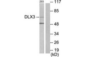 Western Blotting (WB) image for anti-Distal-Less Homeobox 3 (DLX3) (AA 71-120) antibody (ABIN2889332) (DLX3 antibody  (AA 71-120))