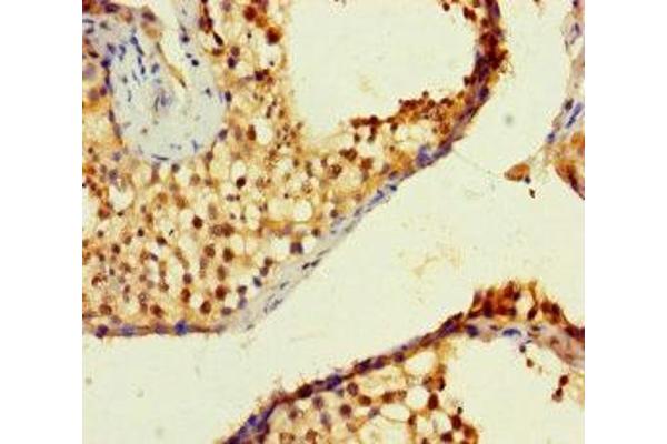 ZNF8 antibody  (AA 1-300)