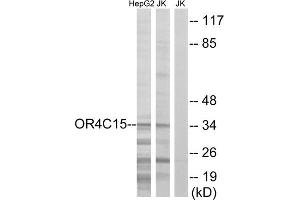 Western blot analysis of extracts from HepG2 cells and Jurkat cells, using OR4C15 antibody. (OR4C15 antibody  (C-Term))