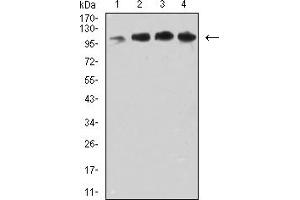 Western blot analysis using CD106 mouse mAb against COS7 (1), MCF-7 (2), HepG2 (3), and Hela (4) cell lysate. (VCAM1 antibody  (AA 25-183))