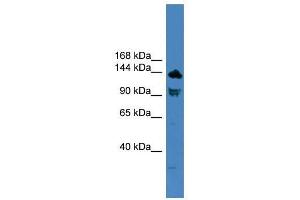 TLR8 antibody used at 0. (TLR8 antibody  (C-Term))