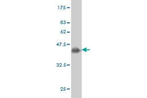 Western Blot detection against Immunogen (36. (RNF139 antibody  (AA 565-664))