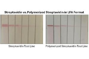 Streptavidin vs Polymerized Streptavidin Test Lines striped onto nitrocellulose membrane at 2 mg/mL in PBS and compared using identical assay conditions. (PolyStreptavidin Protein)