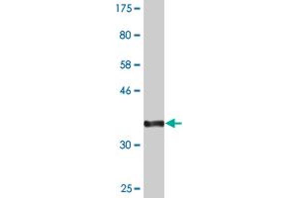 SLC20A2 antibody  (AA 243-342)