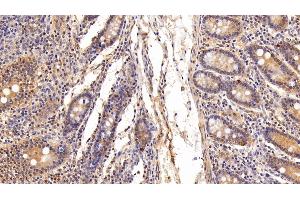 Detection of UCRP in Porcine Small intestine Tissue using Polyclonal Antibody to Ubiquitin Cross Reactive Protein (UCRP) (CLRN1 Antisense RNA 1 (CLRN1-AS1) (AA 2-157) antibody)