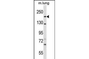 SNED1 Antibody (N-term) (ABIN1539657 and ABIN2849967) western blot analysis in mouse lung tissue lysates (35 μg/lane). (SNED1 antibody  (N-Term))