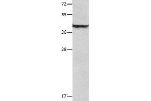 Western blot analysis of Mouse lung tissue , using SERPINB5 Polyclonal Antibody at dilution of 1:1000 (SERPINB5 antibody)