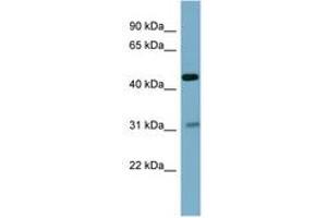 Image no. 1 for anti-Osteomodulin (OMD) (AA 143-192) antibody (ABIN6741845)