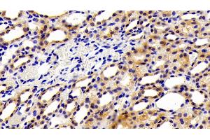 Detection of Kim1 in Rat Kidney Tissue using Polyclonal Antibody to Kidney Injury Molecule 1 (Kim1) (HAVCR1 antibody  (AA 22-235))
