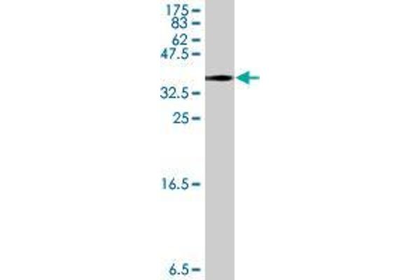 MACF1 antibody  (AA 1-95)